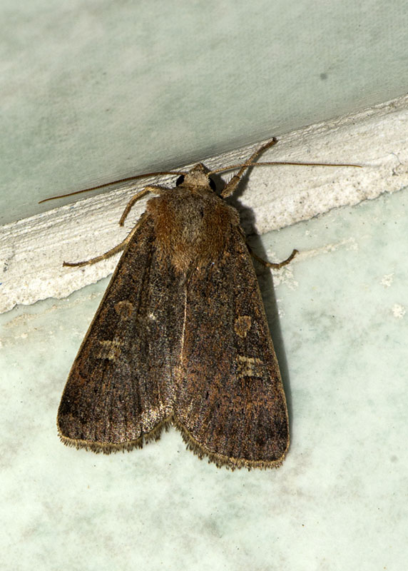 Noctuidae - Rhyacia simulans e Xestia xanthographa